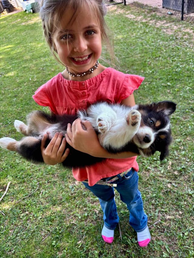 Australian Shepherd Puppies media 15