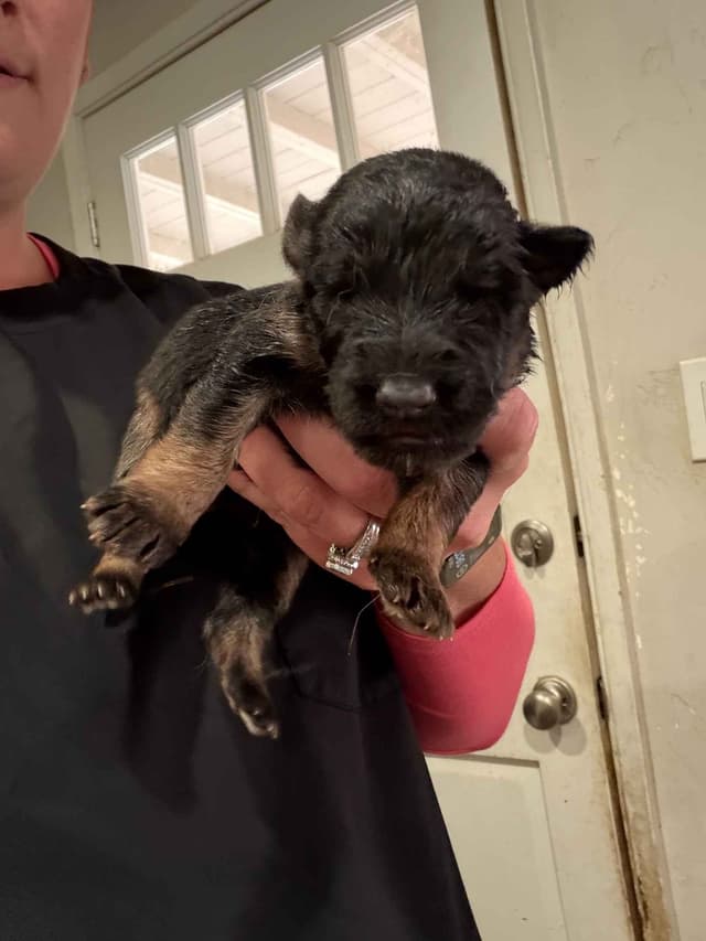Purebred German Shepherd Puppies media 3