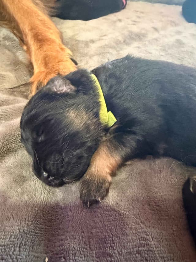 Purebred German Shepherd Puppies media 4