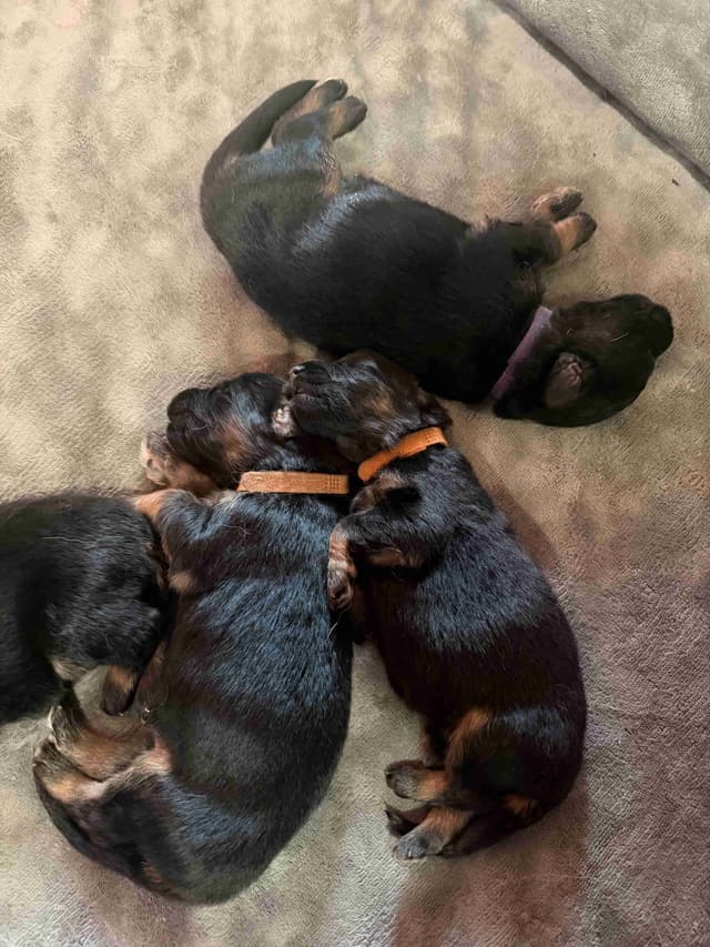 Purebred German Shepherd Puppies media 5