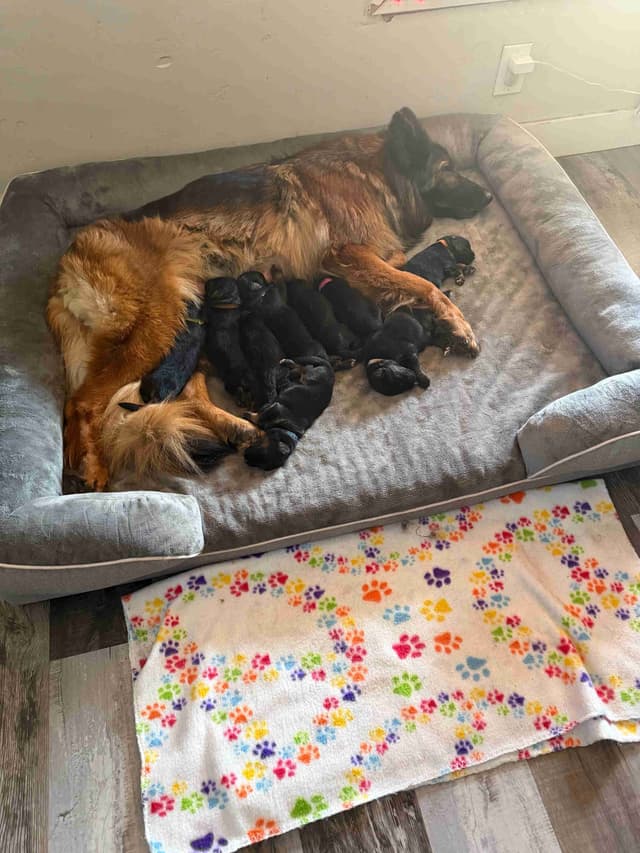 Purebred German Shepherd Puppies media 6