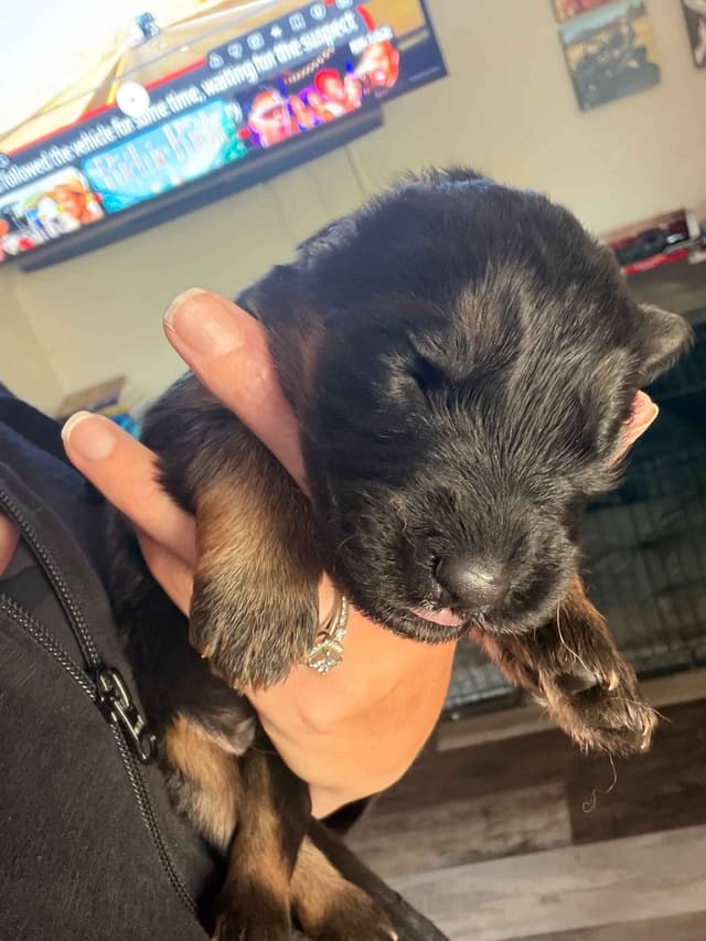 Purebred German Shepherd Puppies media 7