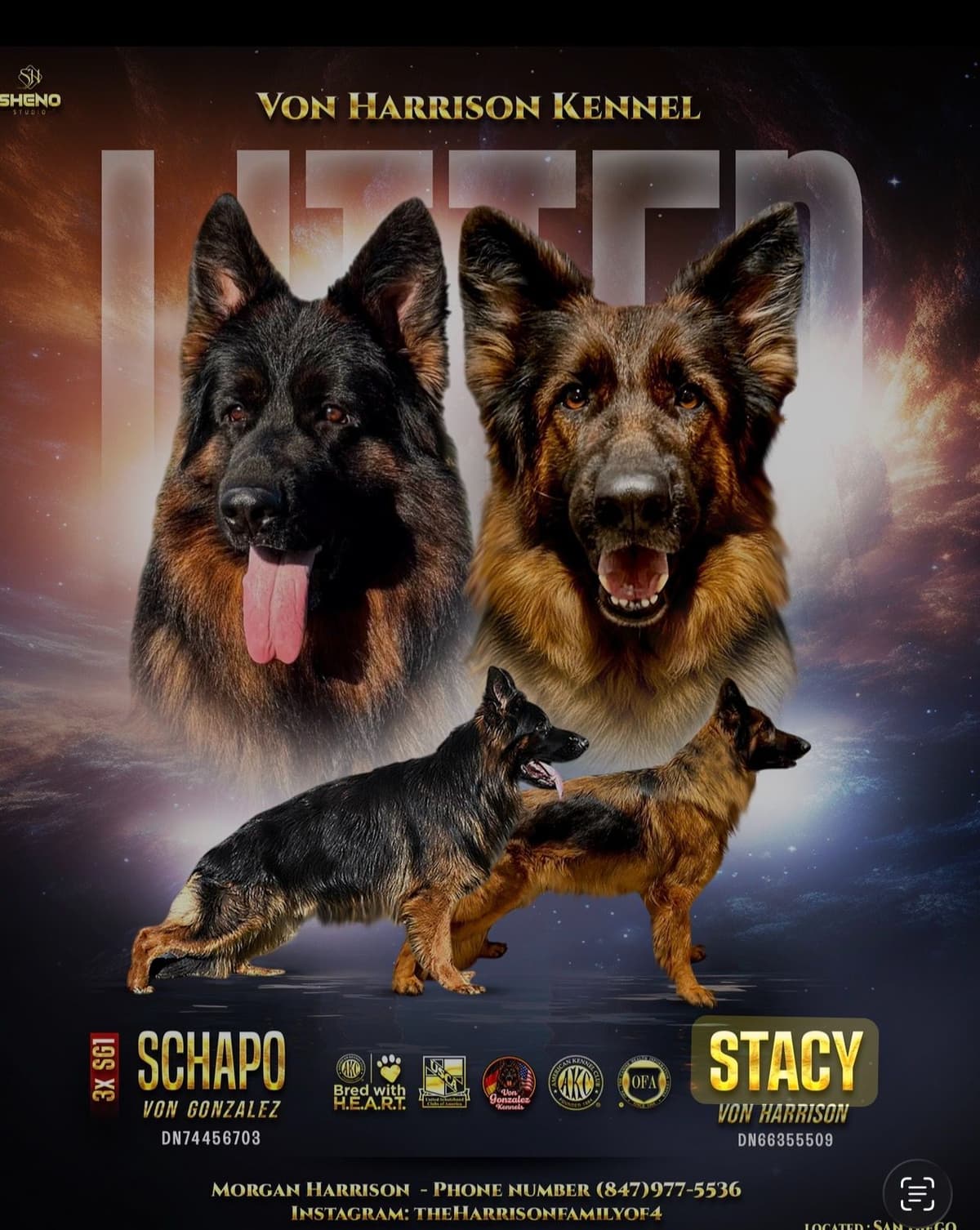 Purebred German Shepherd Puppies breeder image 2