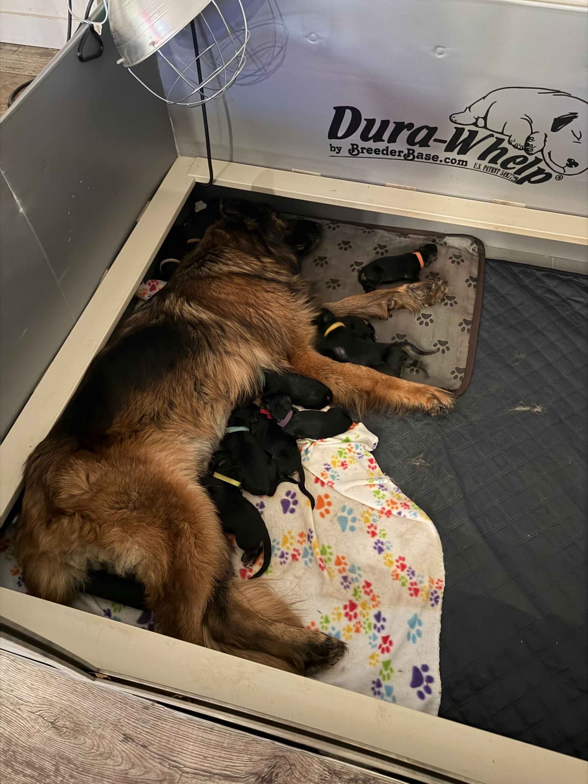 Purebred German Shepherd Puppies breeder image 3