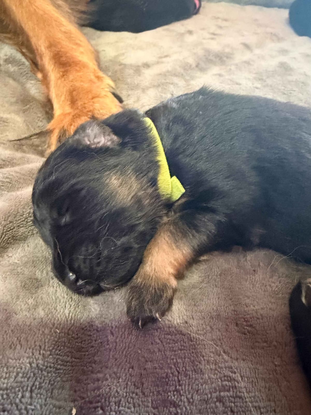 Purebred German Shepherd Puppies breeder image 4