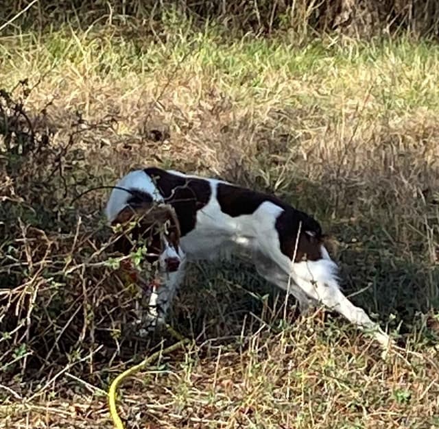 Brittany Puppies media 13