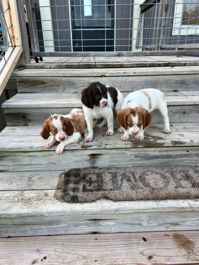 Brittany Puppies media 4