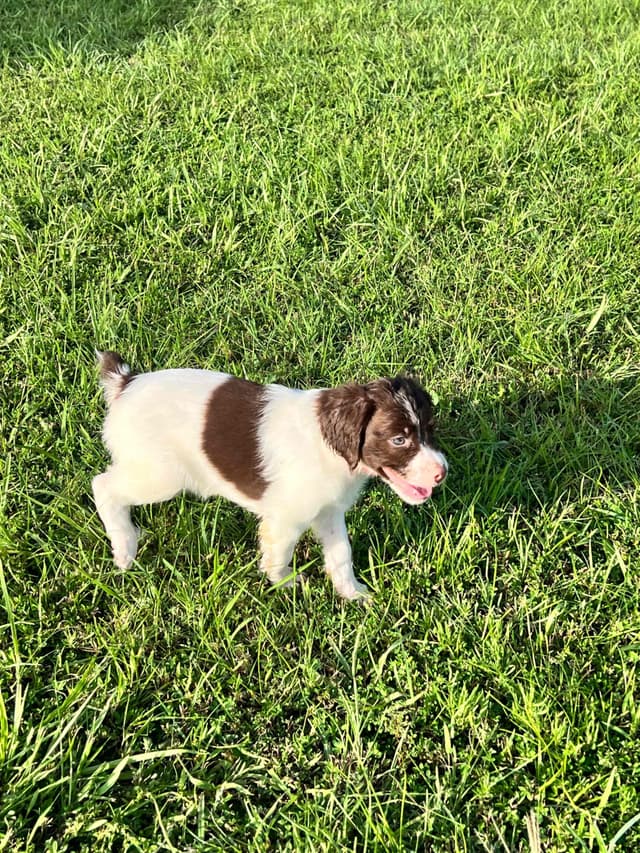 Brittany Puppies media 5