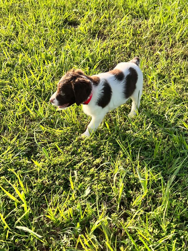 Brittany Puppies media 6
