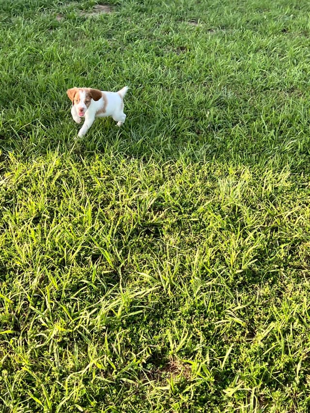 Brittany Puppies media 7