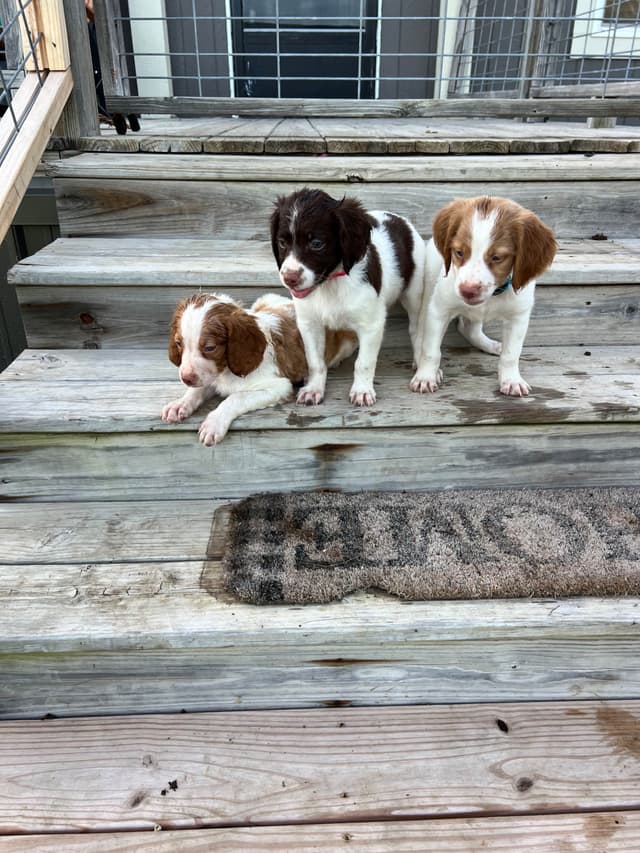 Brittany Puppies media 2