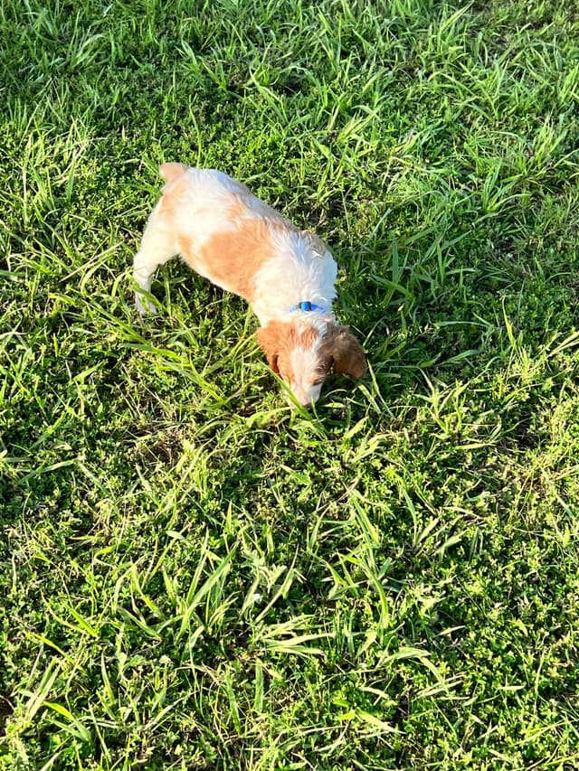 Brittany Puppies media 9