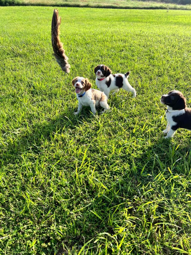 Brittany Puppies media 10