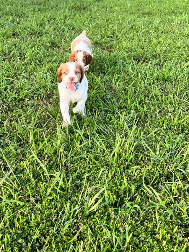 Brittany Puppies media 11