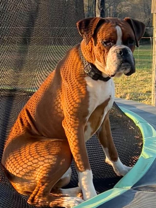 Boxer Puppies media 2