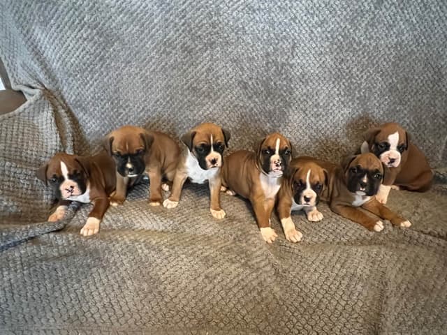 Boxer Puppies media 3