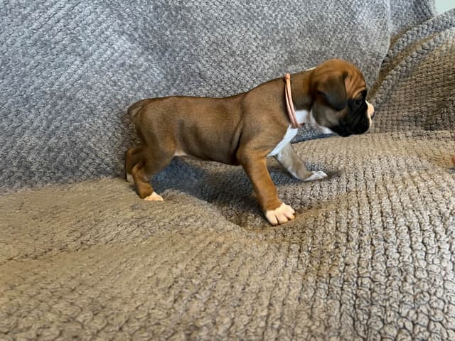 Boxer Puppies media 4