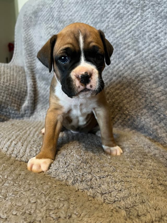 Boxer Puppies media 5