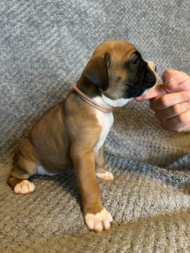 Boxer Puppies media 6