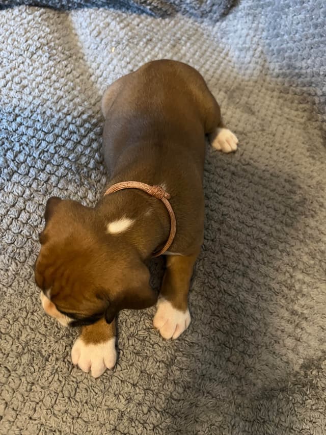 Boxer Puppies media 7
