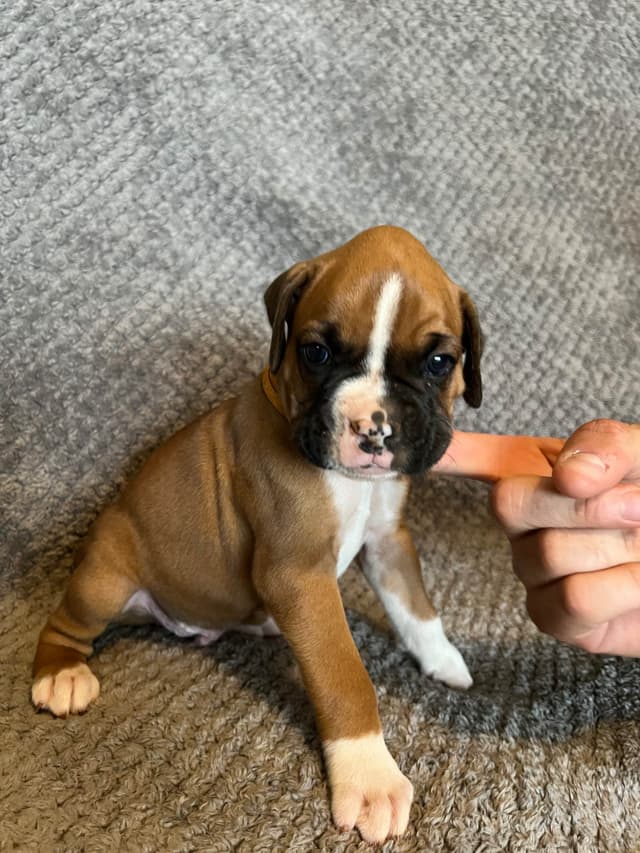 Boxer Puppies media 8