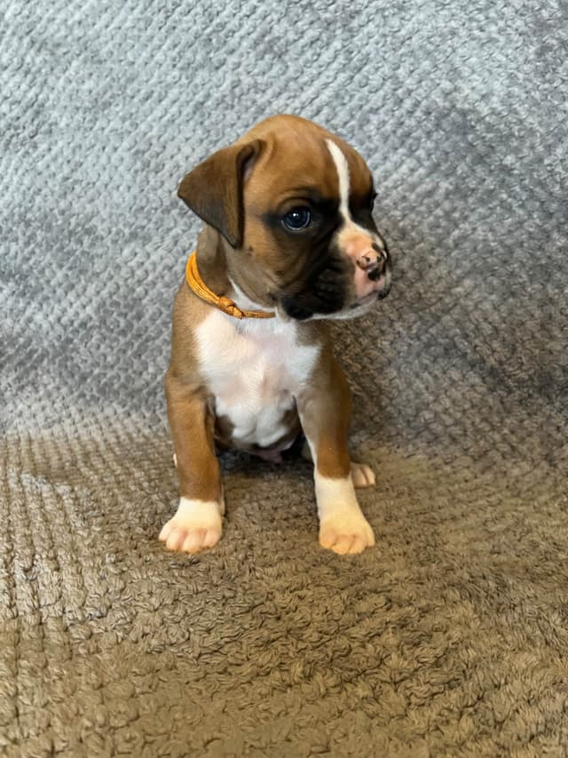 Boxer Puppies media 9