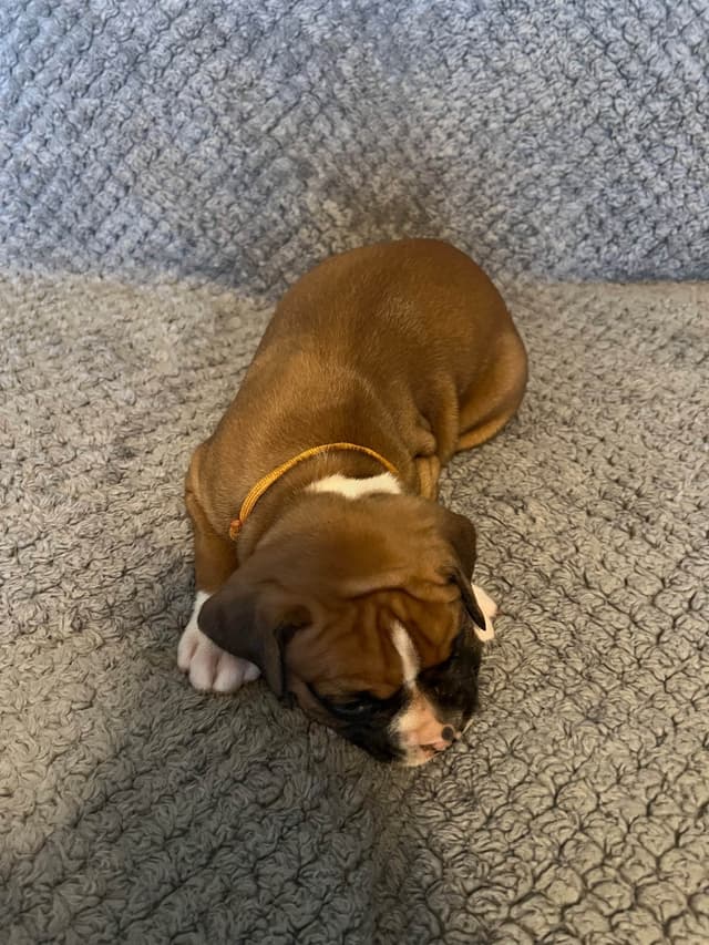 Boxer Puppies media 10