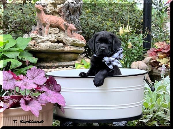 Labrador Retriever Puppies breeder image 1