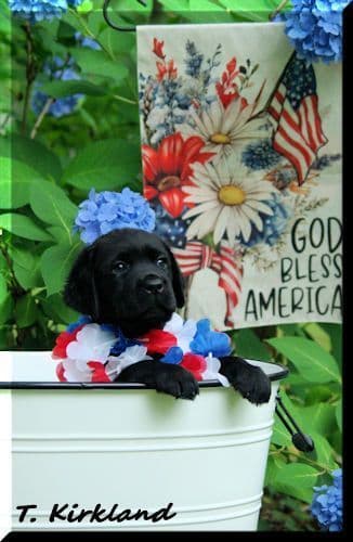 Labrador Retriever Puppies breeder image 3