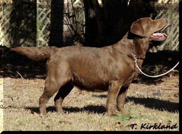 Labrador Retriever Puppies media 11