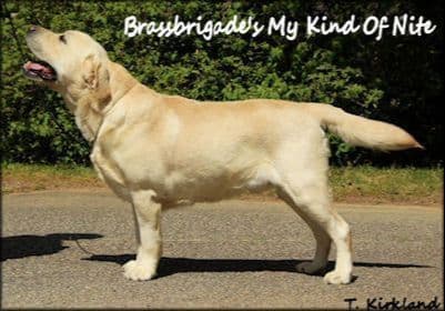 Labrador Retriever Puppies media 18