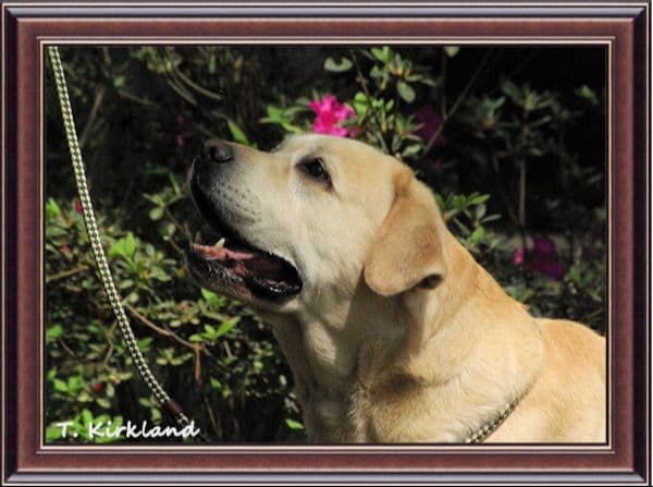 Labrador Retriever Puppies media 12