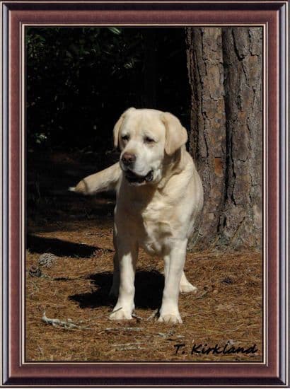 Labrador Retriever Puppies media 14