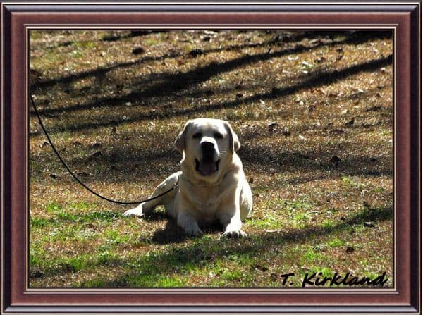 Labrador Retriever Puppies media 16