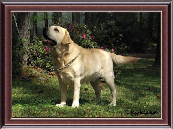 Labrador Retriever Puppies media 10