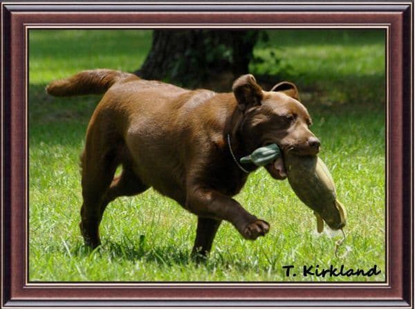 Labrador Retriever Puppies media 17