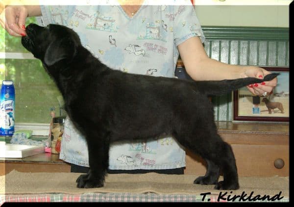 Labrador Retriever Puppies breeder image 5