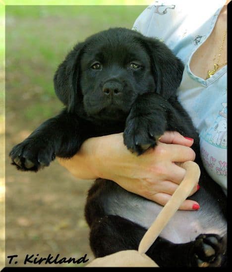 Labrador Retriever Puppies media 6