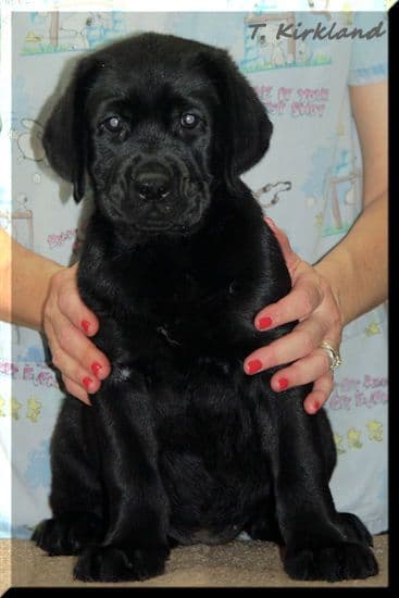 Labrador Retriever Puppies media 8