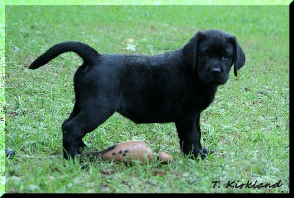 Labrador Retriever Puppies media 5