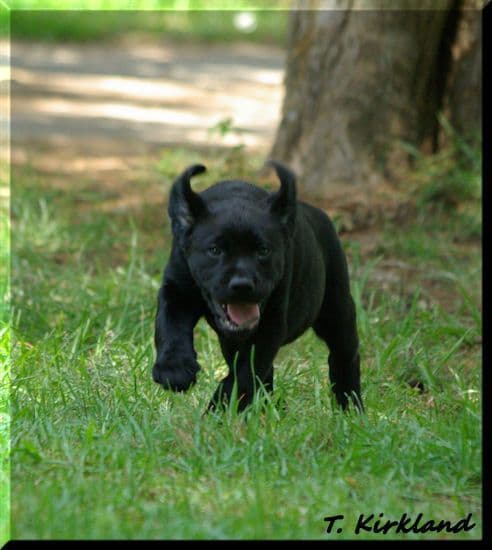 Labrador Retriever Puppies media 7