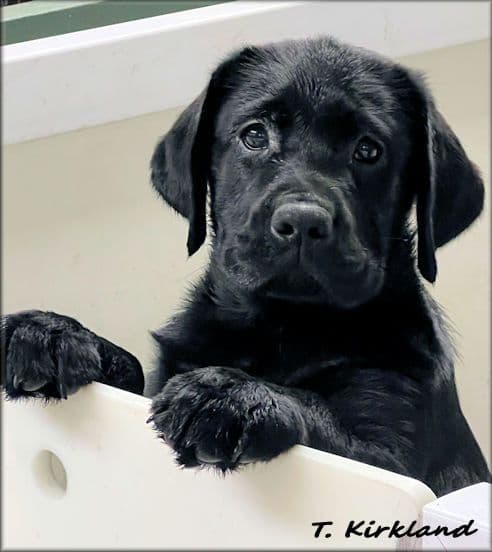 Labrador Retriever Puppies media 2