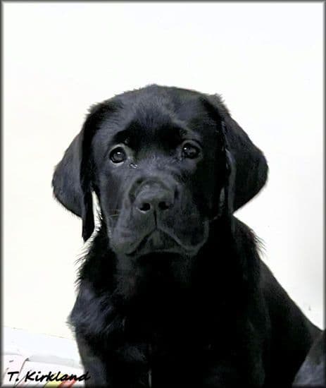 Labrador Retriever Puppies media 3