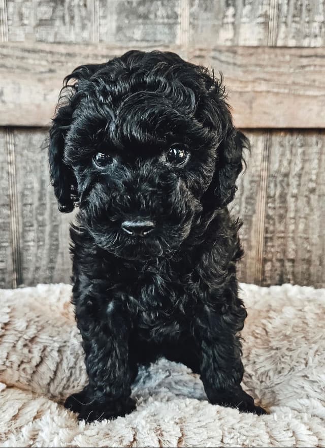 Poodle Puppies media 2