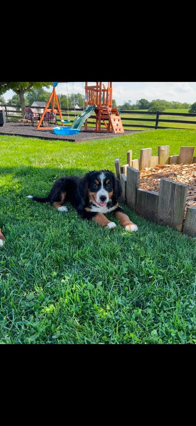 Bernese Mountain Dog Puppies media 2