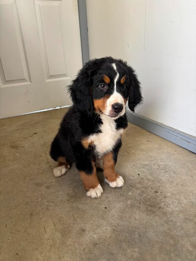 Bernese Mountain Dog Puppies media 4