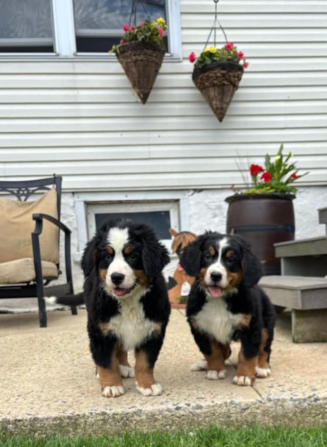 Bernese Mountain Dog Puppies media 5
