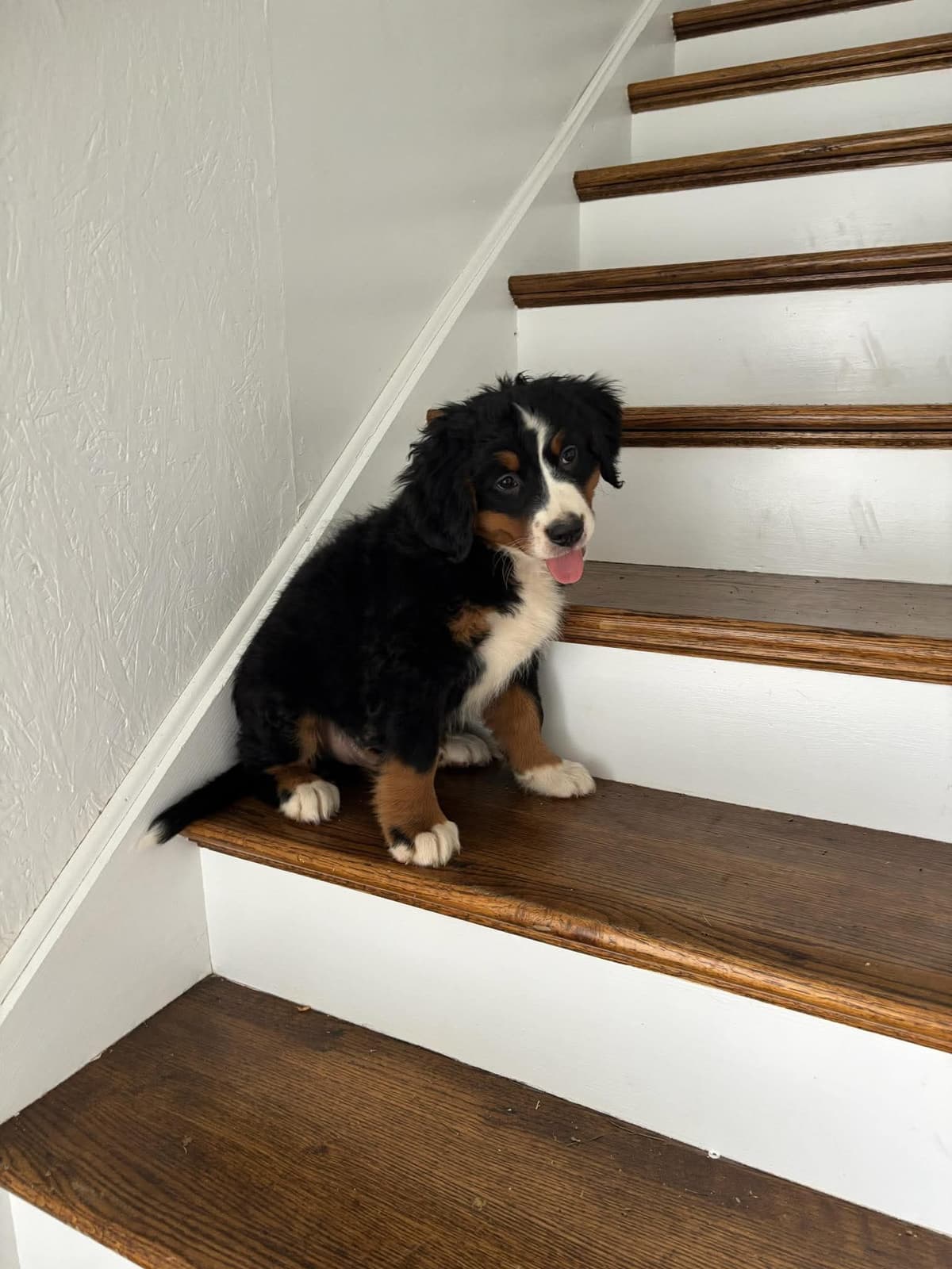 Bernese Mountain Dog Puppies breeder image 1