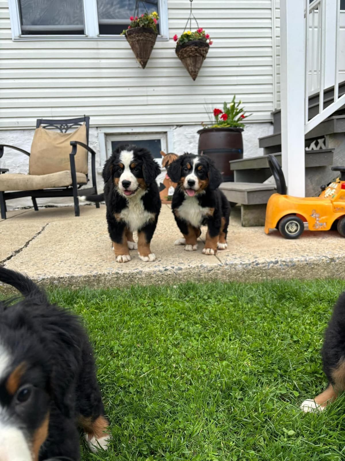 Bernese Mountain Dog Puppies breeder image 4