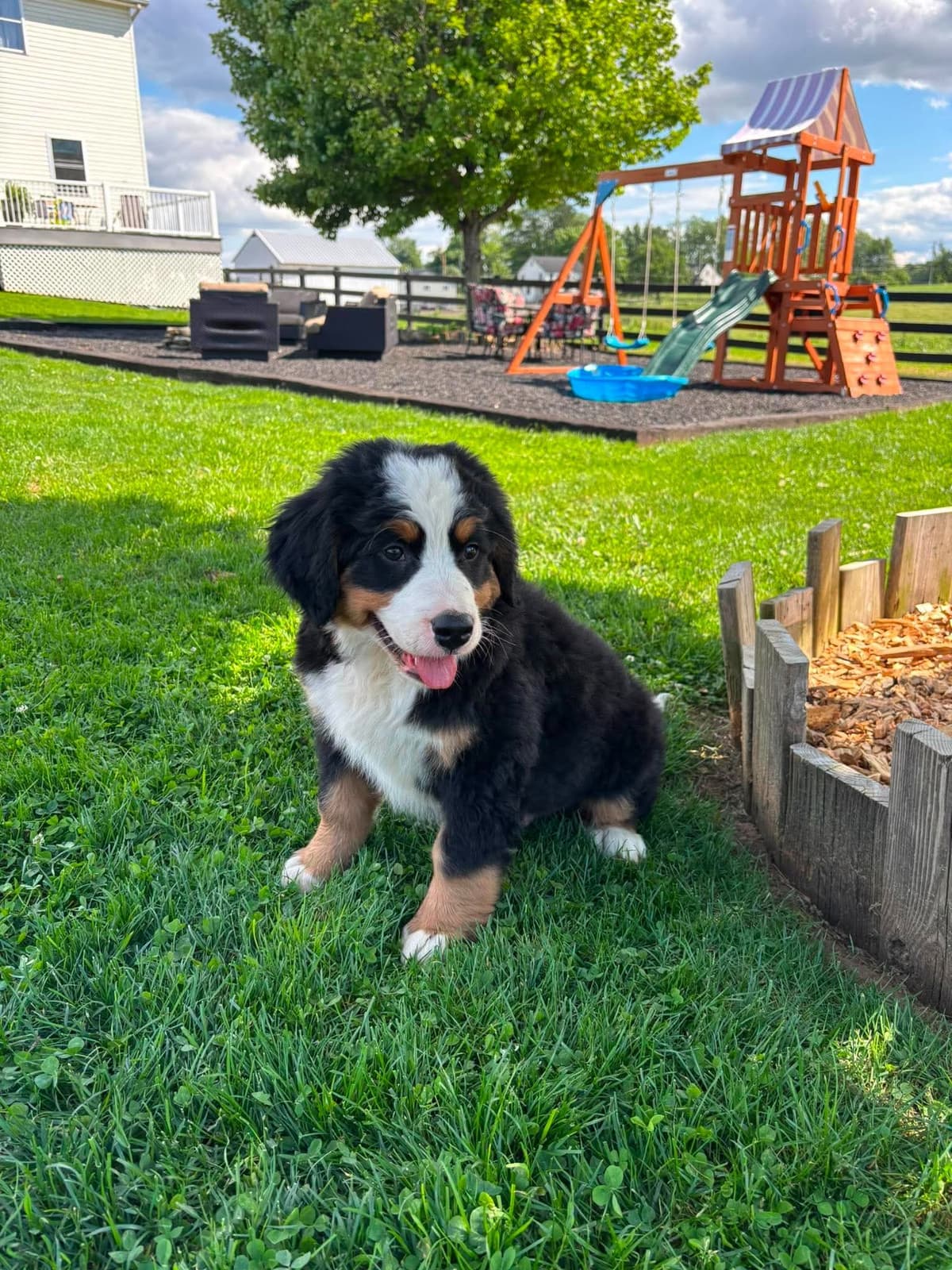 Bernese Mountain Dog Puppies breeder image 5